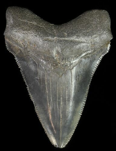 Serrated, Juvenile Megalodon Tooth #70570